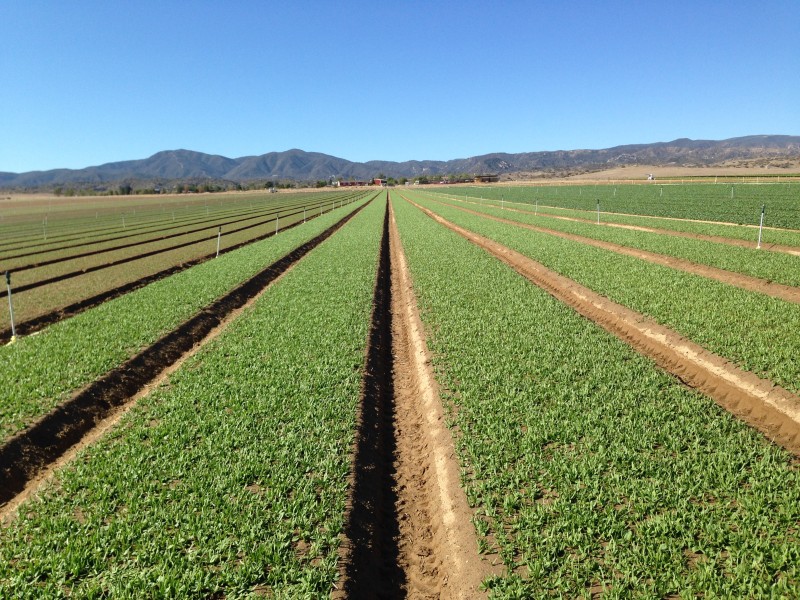 Cuyama_Spin_Aug_2014